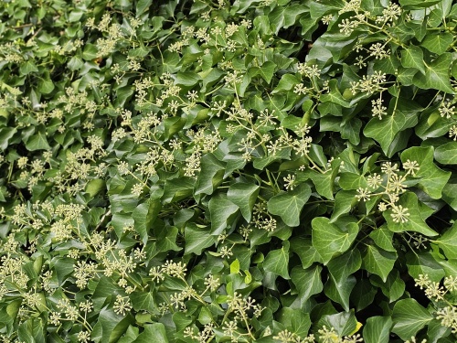 Struikklimop, Hedera helix 'Arborescens' kopen