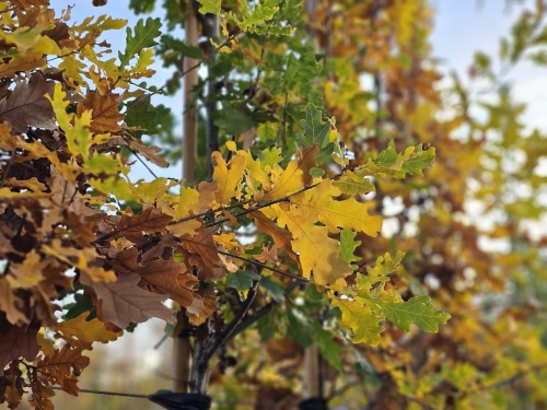 Quercus robur blad 6 mei