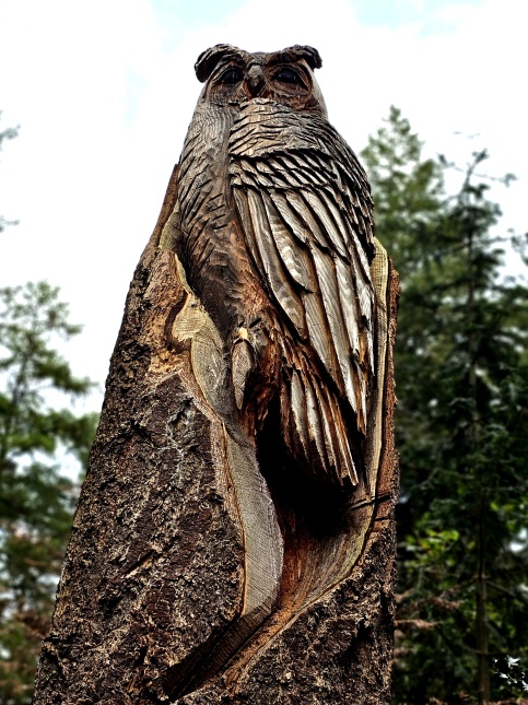 Douglasspar