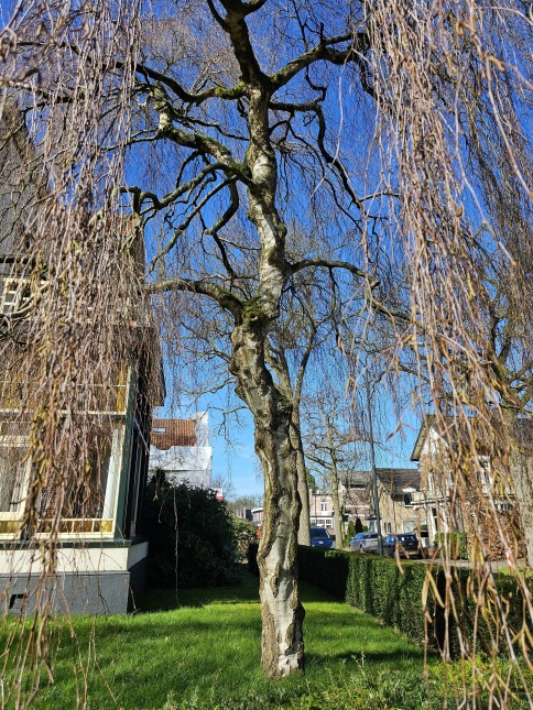 Prieelberk