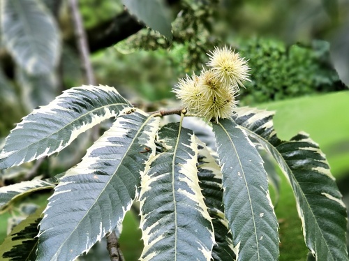 Tamme Kastanje 'Variegata' blad en bolster in augustus