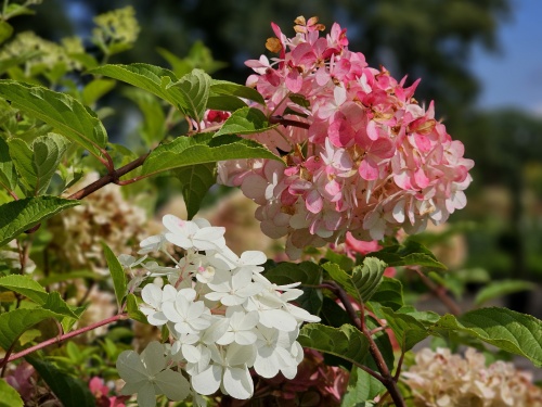 Pluimhortensia 'Vanille Fraise' nazomer