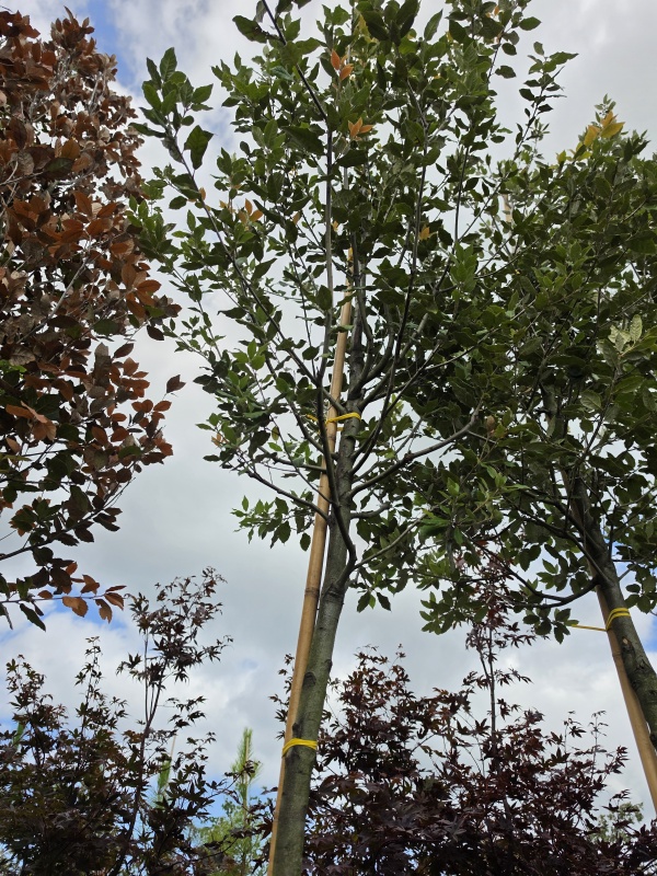 Steeneik hoogstam groenblijvende boom