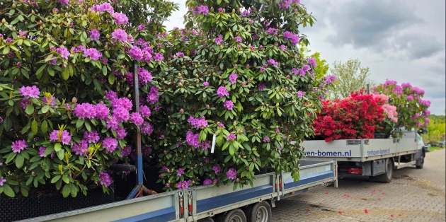 Rhododendrontuin