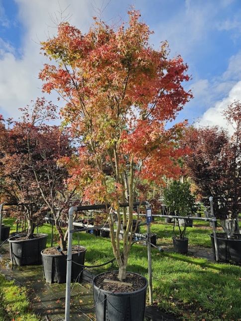 Deze groenbladige Japanse Esdoorn heeft spectaculaire herfstkleuren