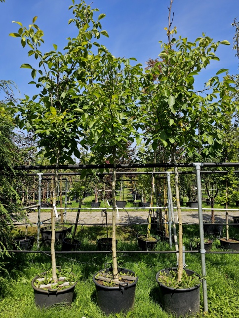 Walnoot 'Rita' met bloeiknoppen in oktober 2023