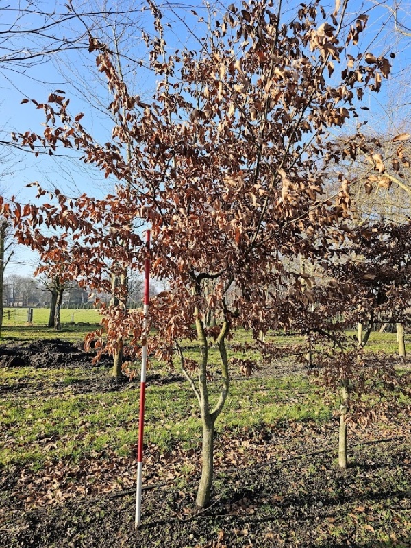 Groene Beuk