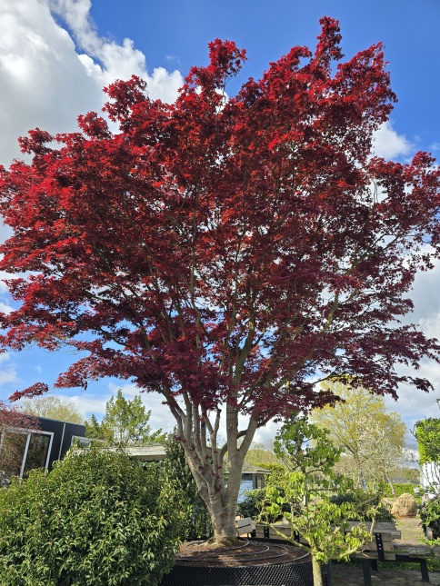 Japanse esdoorn 'Atropurpureum'  eind april 2026.