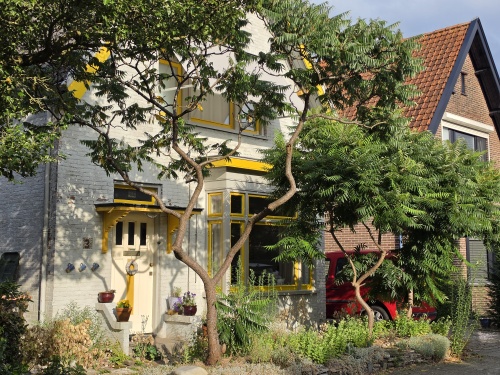 Rhus typhina in voortuin