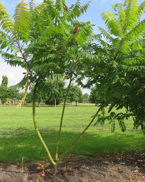 Fluweelboom - Rhus glabra