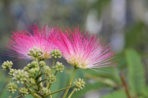 Albizia voor vreugde en troost in uw hart, volgens de Chinezen althans.