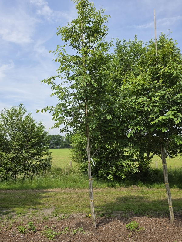 Krentenboompje