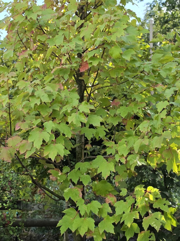 Ahorn mit schöner Herbstfärbung