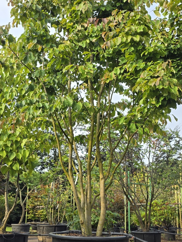 Perzisch IJzerhout