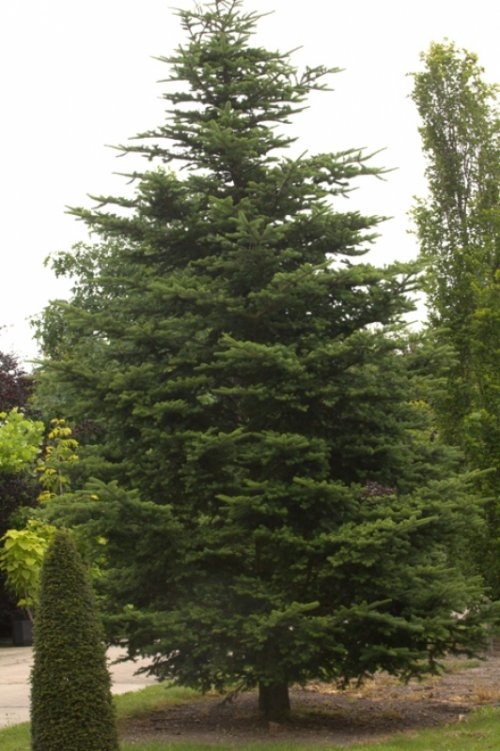 Fraserspar - Abies fraseri