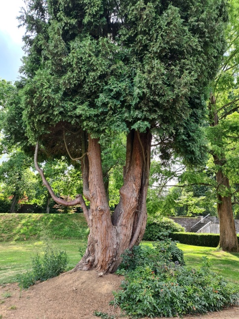 Chamaecyparis lawsoniana 'Columnaris' blauwe conifeer langs de oprit