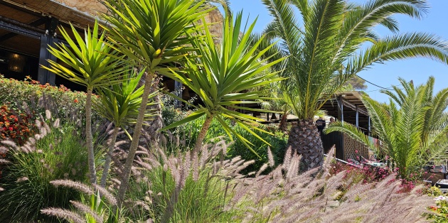 Welke planten passen in een sub-tropische tuin?