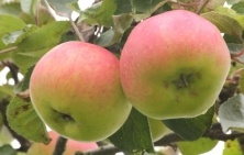 Fruitbomen   Vruchtbomen
