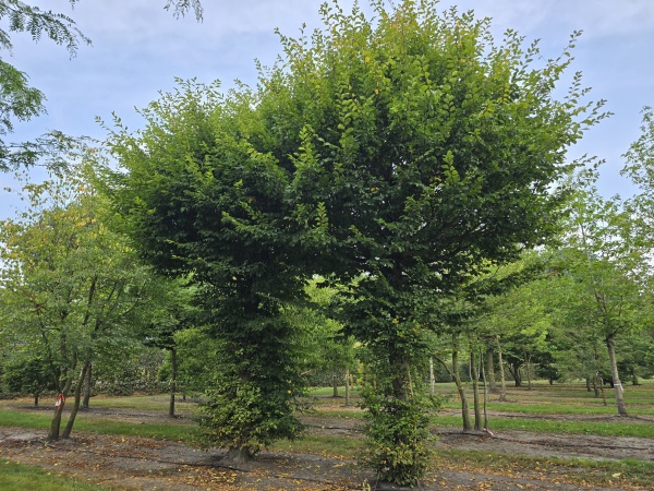 DUO van 2 dakbomen Haagbeuk