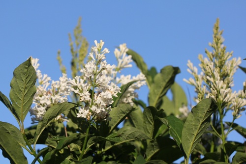 Syringa josikaea 'Holger'
