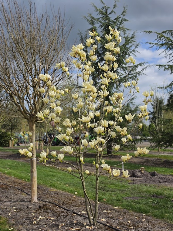 Magnolia 'Yellow River'