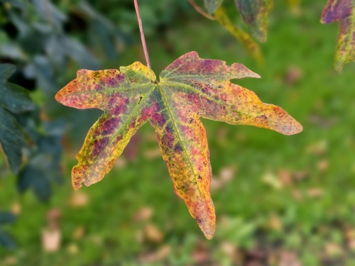 Veldesdoorn blad