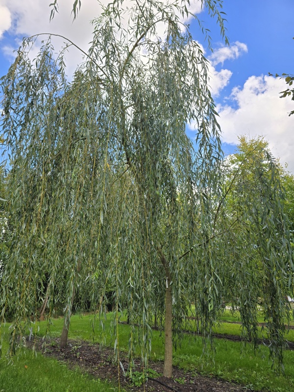 Trauerweide