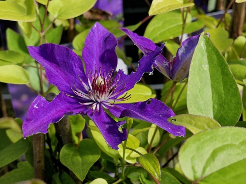 Bosrank 'The President' bloeit groot en veel met blauw paarse bloemen