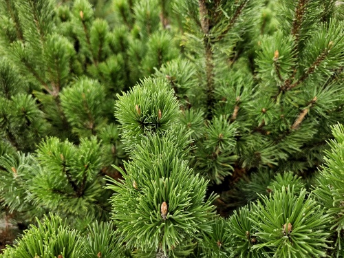 Bergden - Pinus mugo mughus
