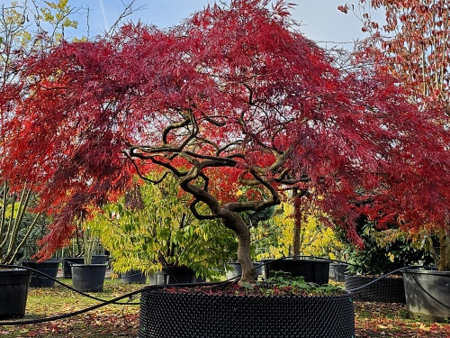 Japanse esdoorn 'Garnet' solitair op onze kwekerij in Apeldoorn. herfst 2025