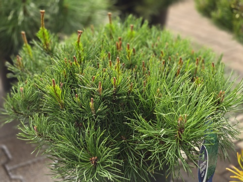 Dwergden Pinus Mugo 'Pumilio'