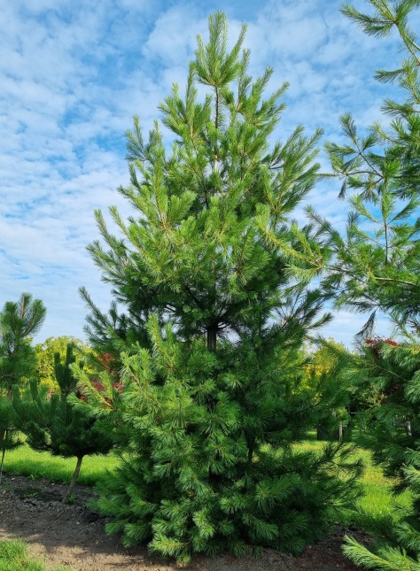 Pinus strobus
