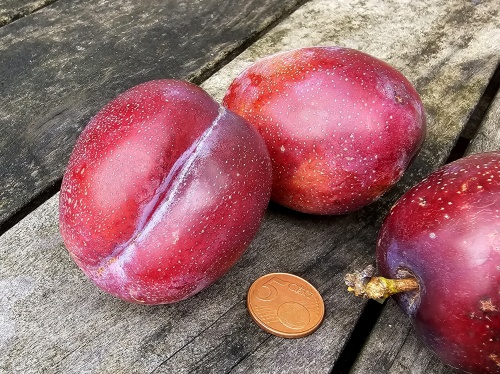 Pruim 'Jubileum' - Prunus domestica 'Jubileum'
