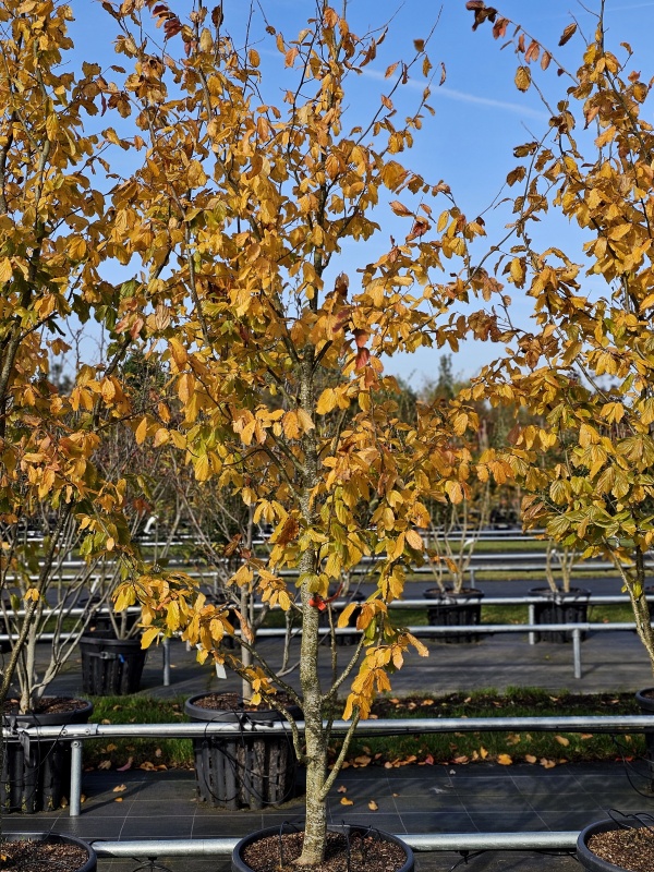 Perzisch IJzerhout