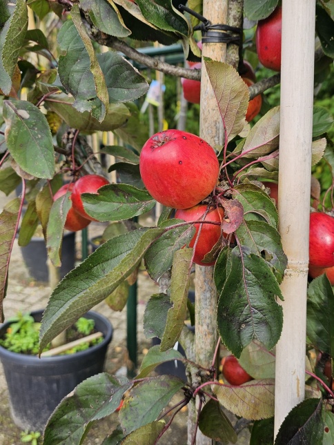 Zuilappel 'Red Sensation' dus bijna geen zijtakken