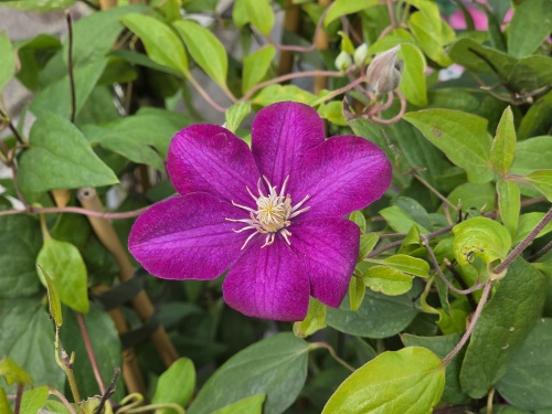Clematis 'Piilu' klimplant in volle bloei