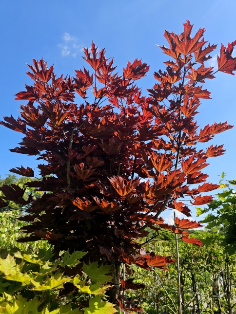 Acer platanoides 'Crimson Sentry' boompje op stam