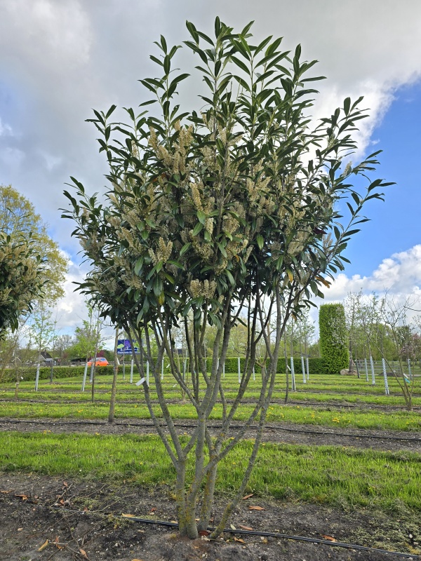 Laurierkers 'Caucasica'
