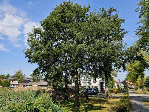 Quercus Cerris.  De moseik in hoogstam uitvoering op de kwekerij van THB