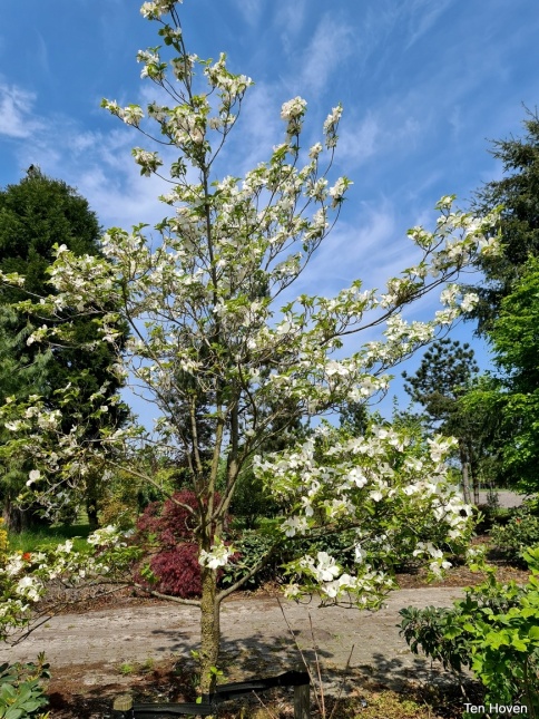 Cornus Florida
