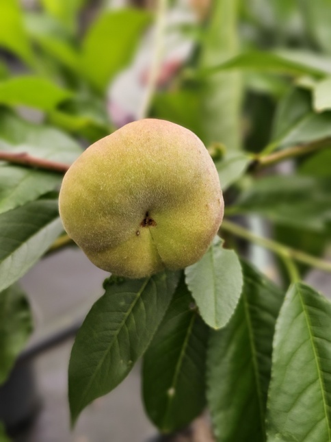 Prunus persica 'Saturne'