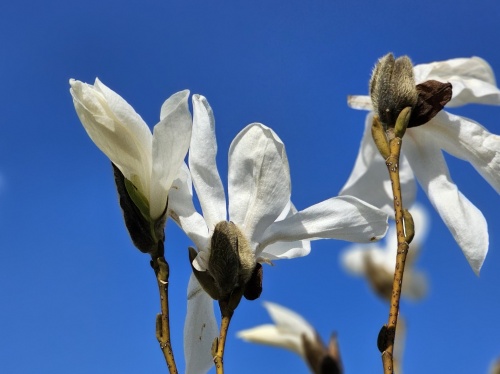 Magnolia kobus