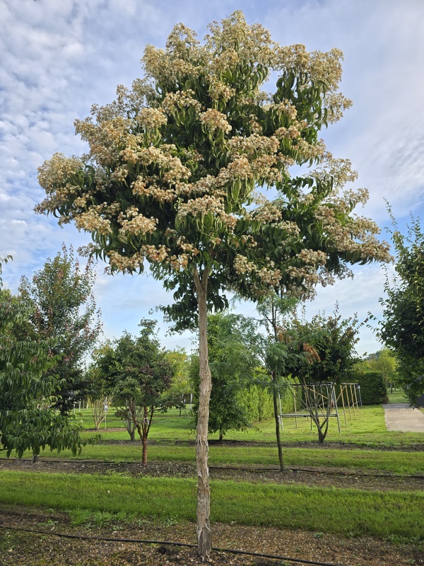 Sieben-Söhne-Baum