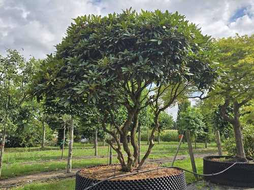 Rhododendron jacksonii meerstammig
