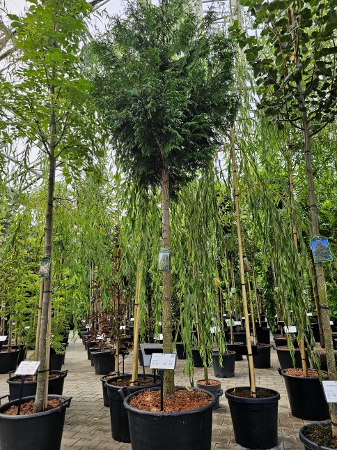 Thuja plicata 'Excelsa' groenblijvende conifeer op hoogstam