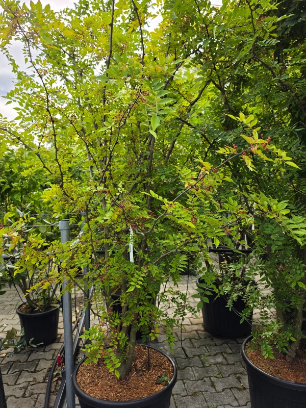 Chinesischer Pfefferbaum