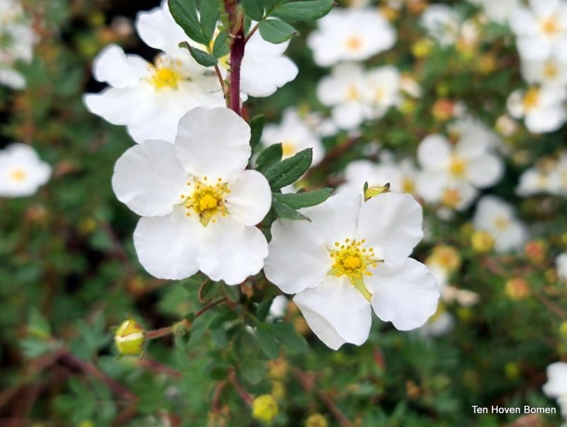 Potentilla frut 'Abbotswood'