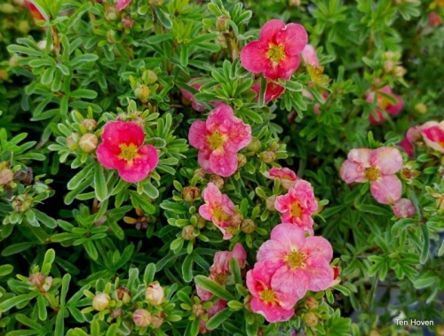 Potentilla frut 'Bellisima'