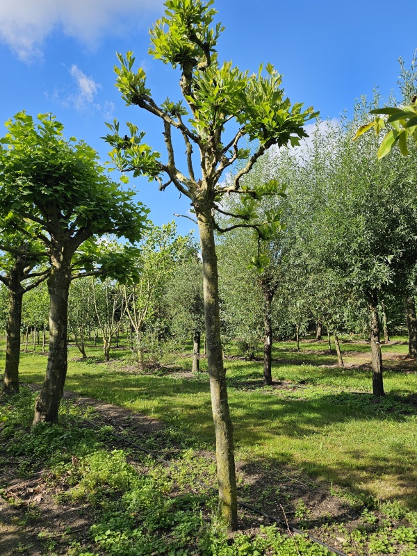 Bolvormige Plataan