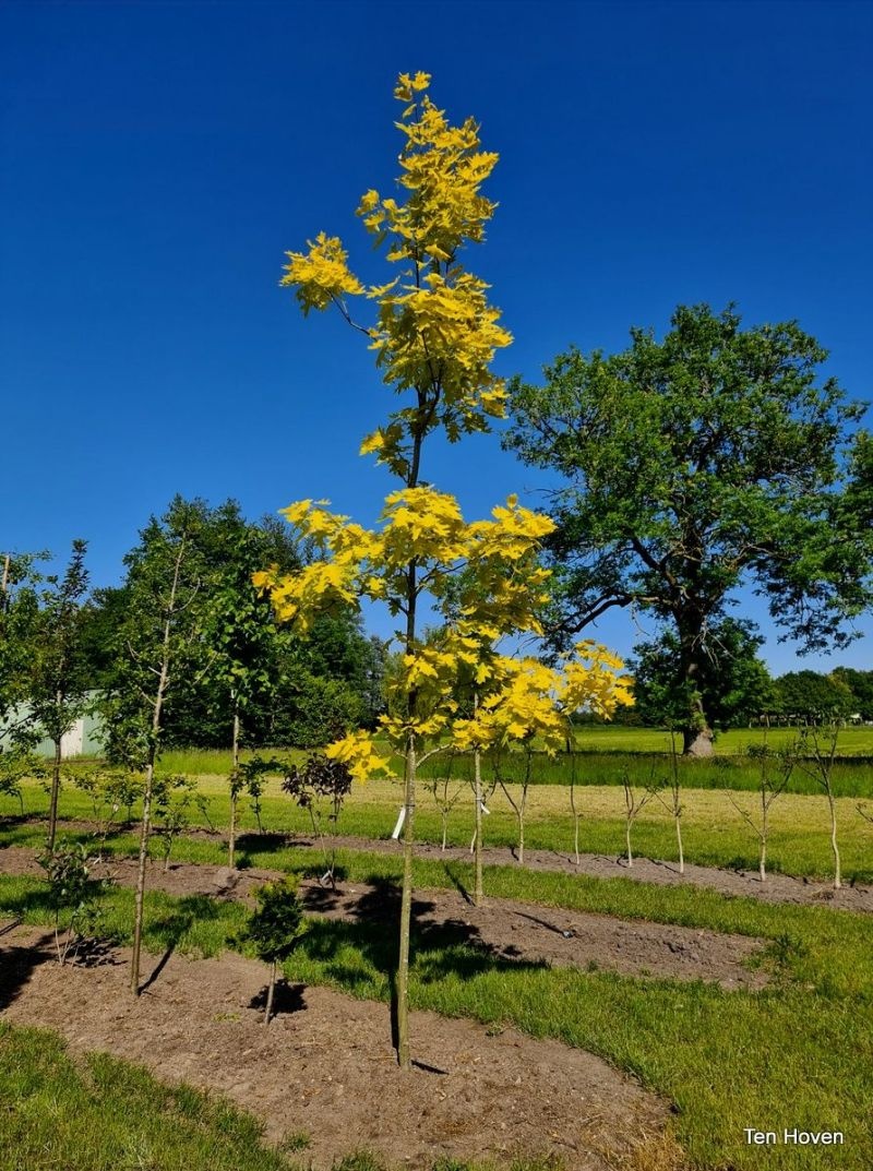 Quercus 'Boltes Gold'